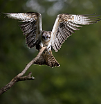 BB 12 0061 / Pandion haliaetus / Fiskeørn